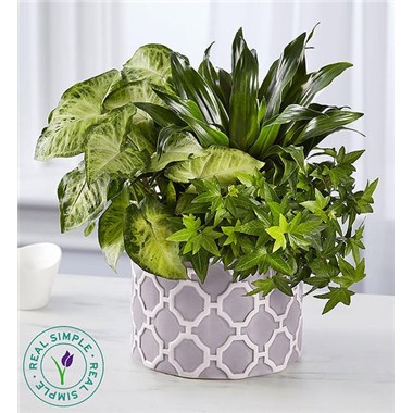 Real Simple® Dish Garden For Sympathy
